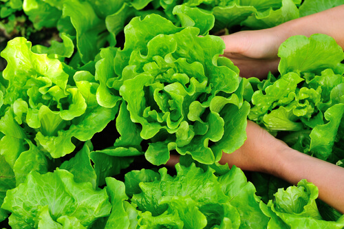 14 Tips on How to Plant & Harvest Lettuce - Page 8 of 15