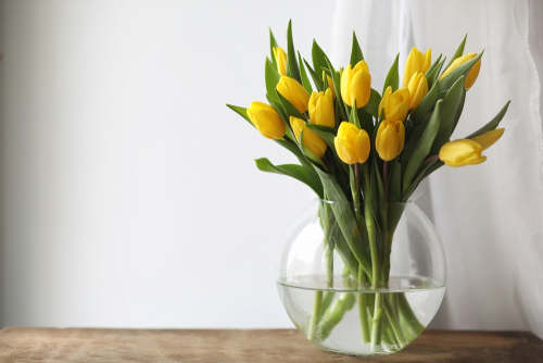 14 Keys for Taking Good Care of Tulips - Page 14 of 15