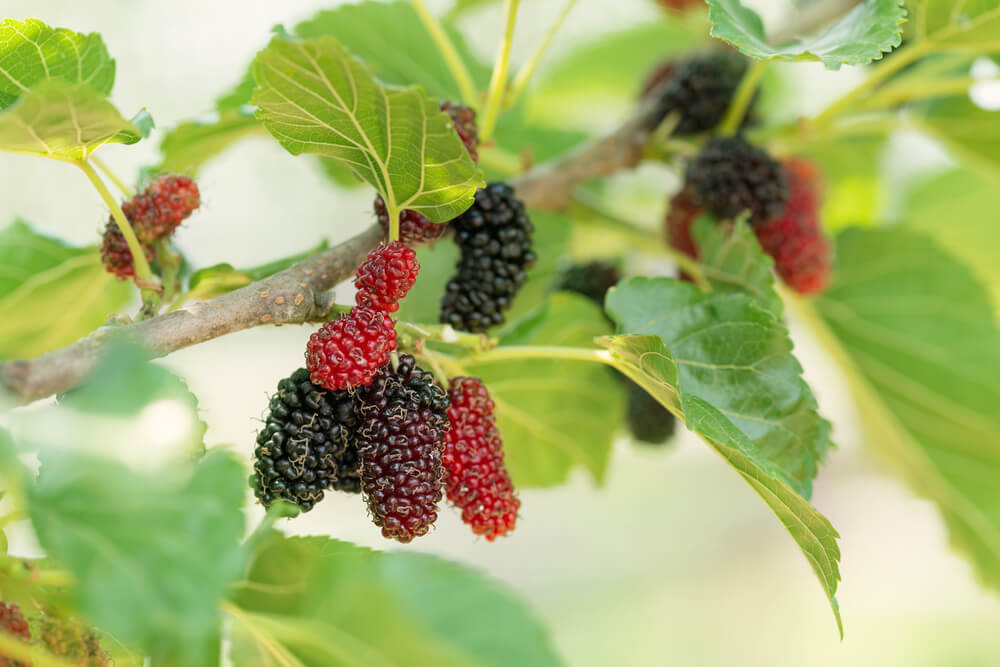 14 Mulberry Plant Care Tips